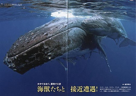 Kaiju.jpg