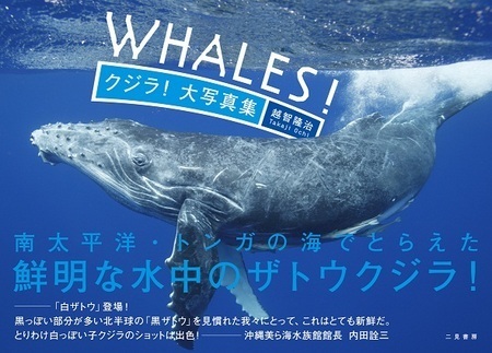 月別｜Photographer's Diary [ イルカやクジラと泳ごう！INTO THE BLUE ]