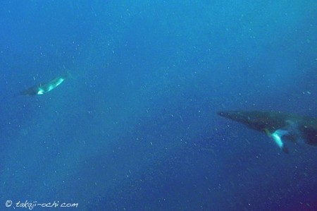minke-whale-20140625-3-500x333.jpg