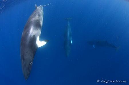 minke-whale-20140626-2-500x333.jpg
