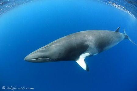 minke-whale-20140626-3-500x333.jpg