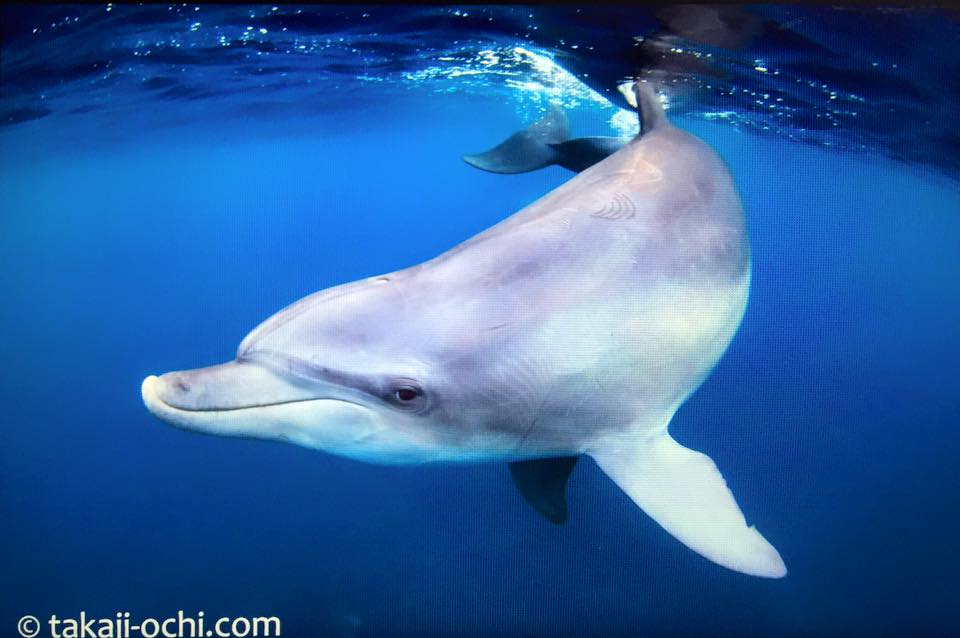残席若干あり 一番いい時期の御蔵島にイルカの写真を撮りに行こう Intotheblue 水中写真家 越智隆治