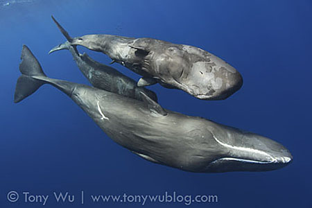 three_whales.jpg