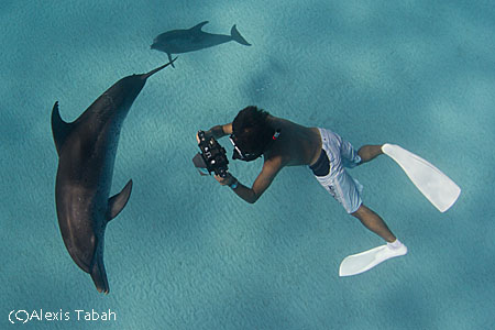 Bahamas_dolphins_alexis_tabah-31.jpg