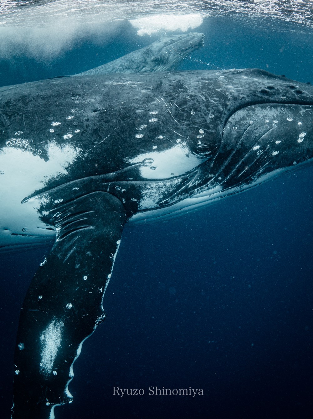 無料ダウンロード かっこいい 鯨 画像 無料の人気画像