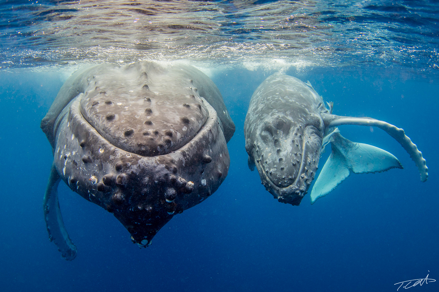 Mom & calf of humpback whale.