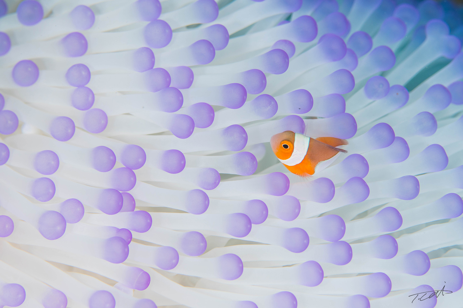 Anemone fish living in the whitened sea anemone.