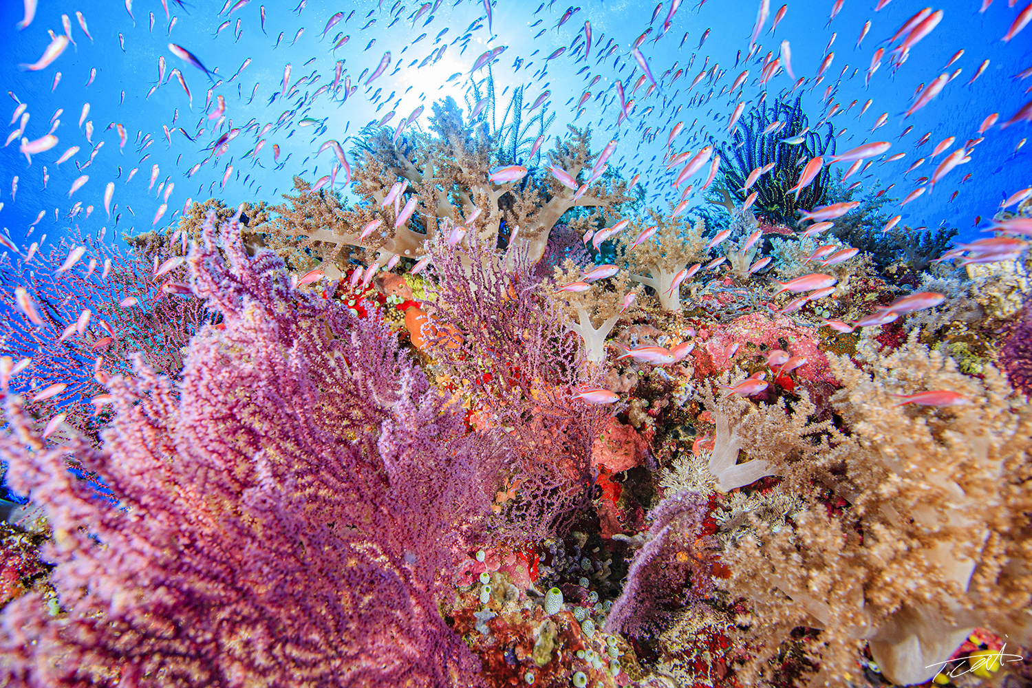 Colorful coral reef with purple antiases.