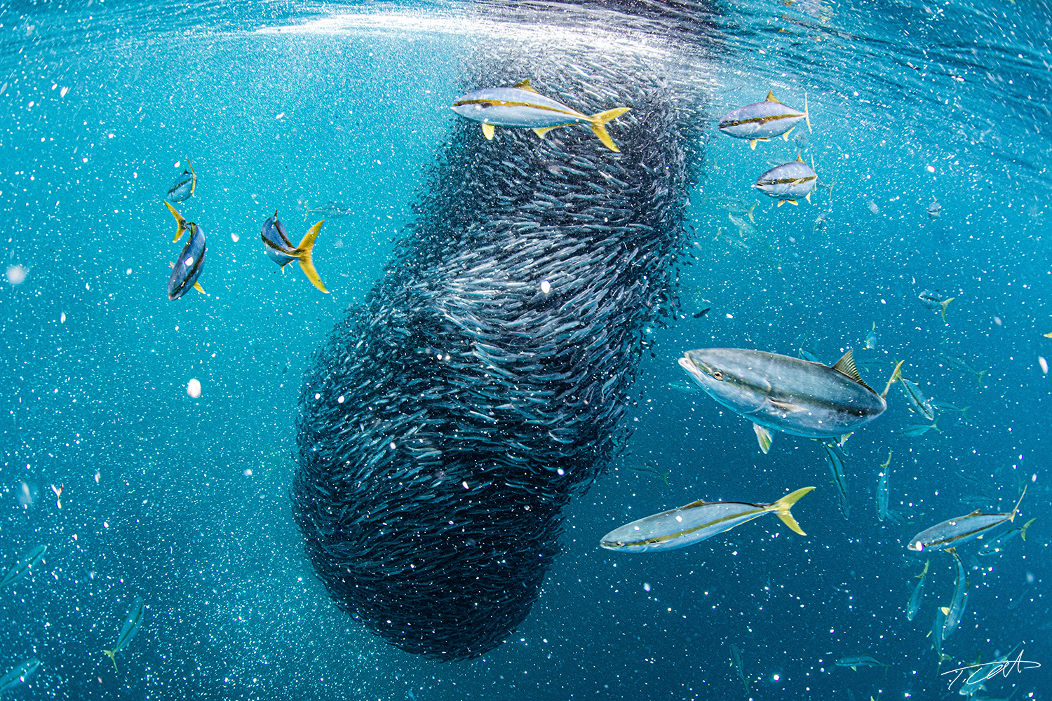 Japanese sardin run by King fishes