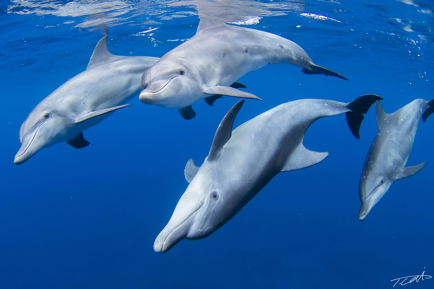4 playful young dolphins.