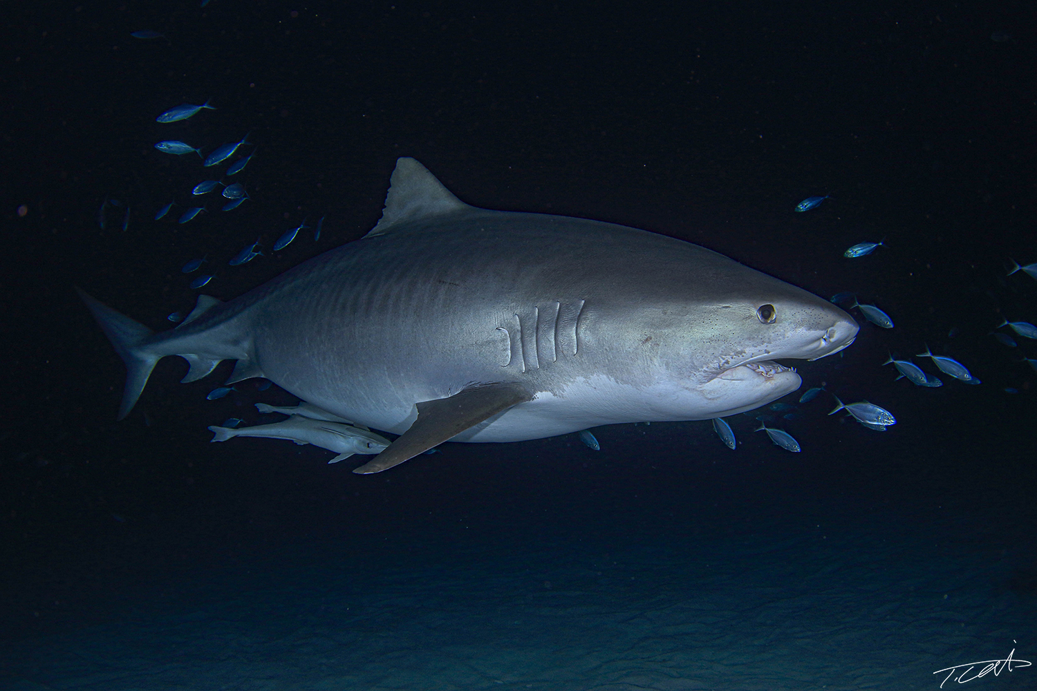 Tiger shark at night diving.