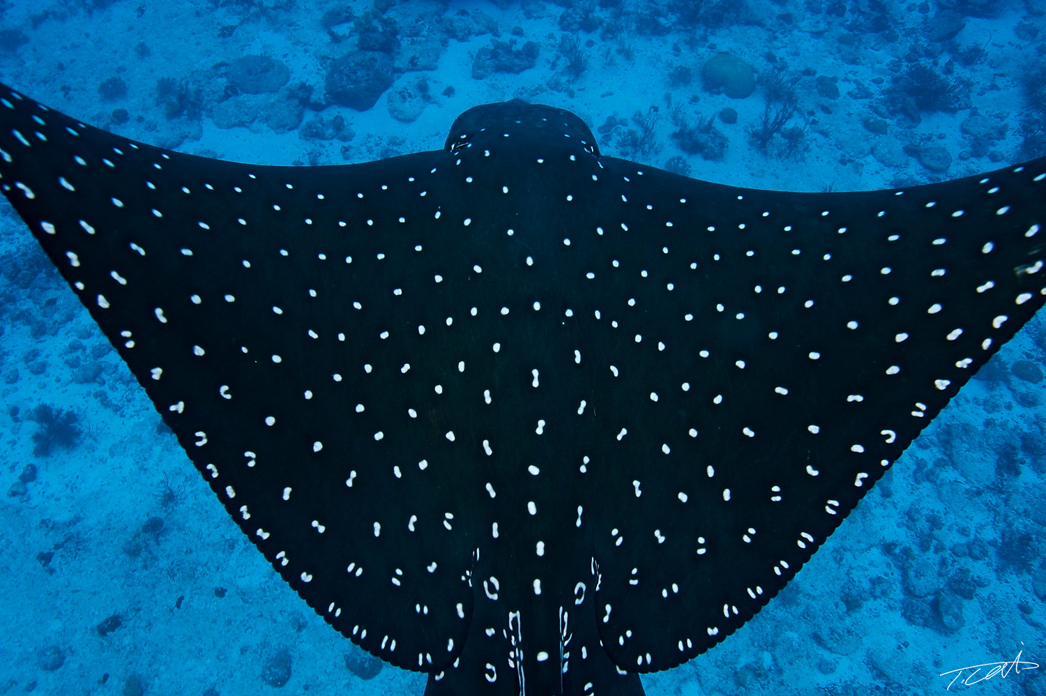 Spotted eagle ray.