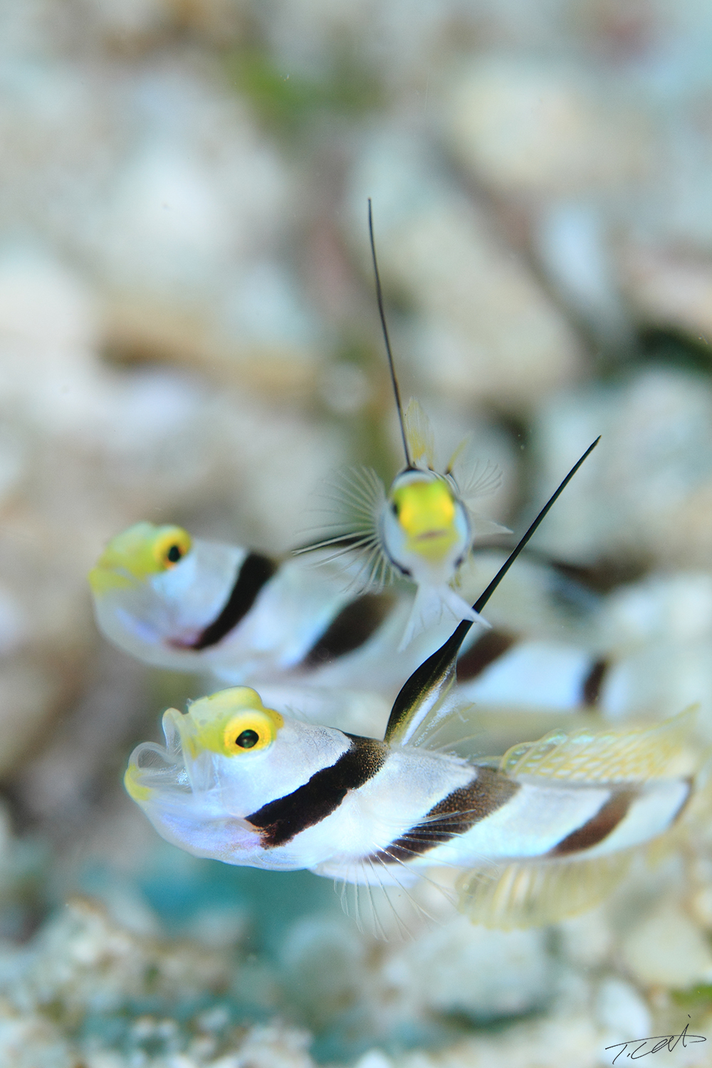 3 Filament-finned prawn-goby.